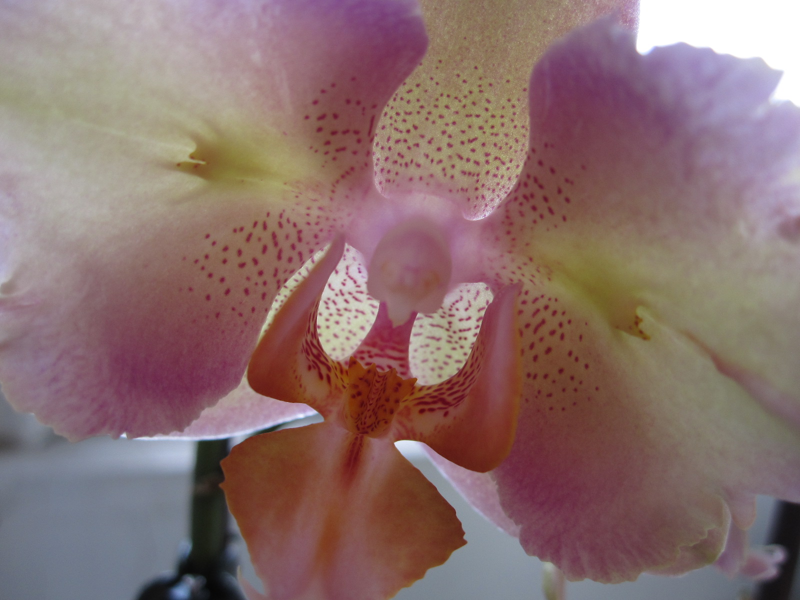Phalaenopsis