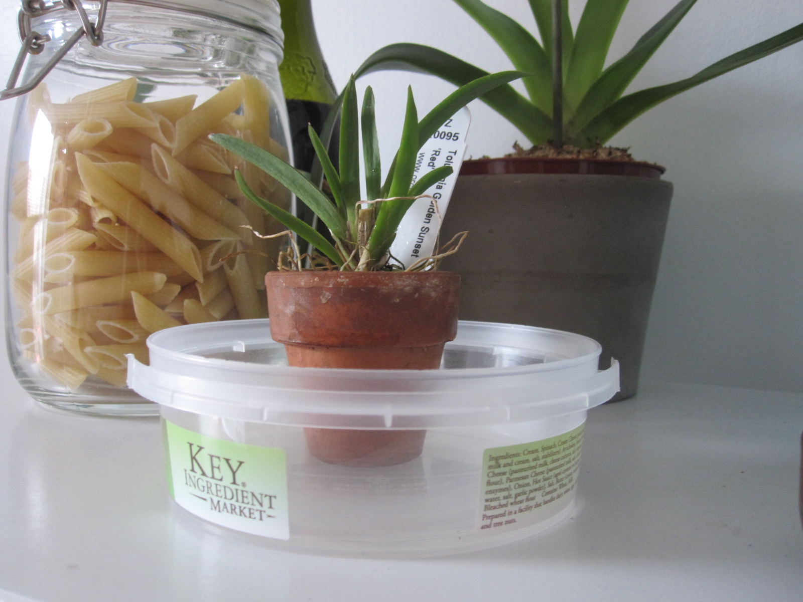 Dip container tray