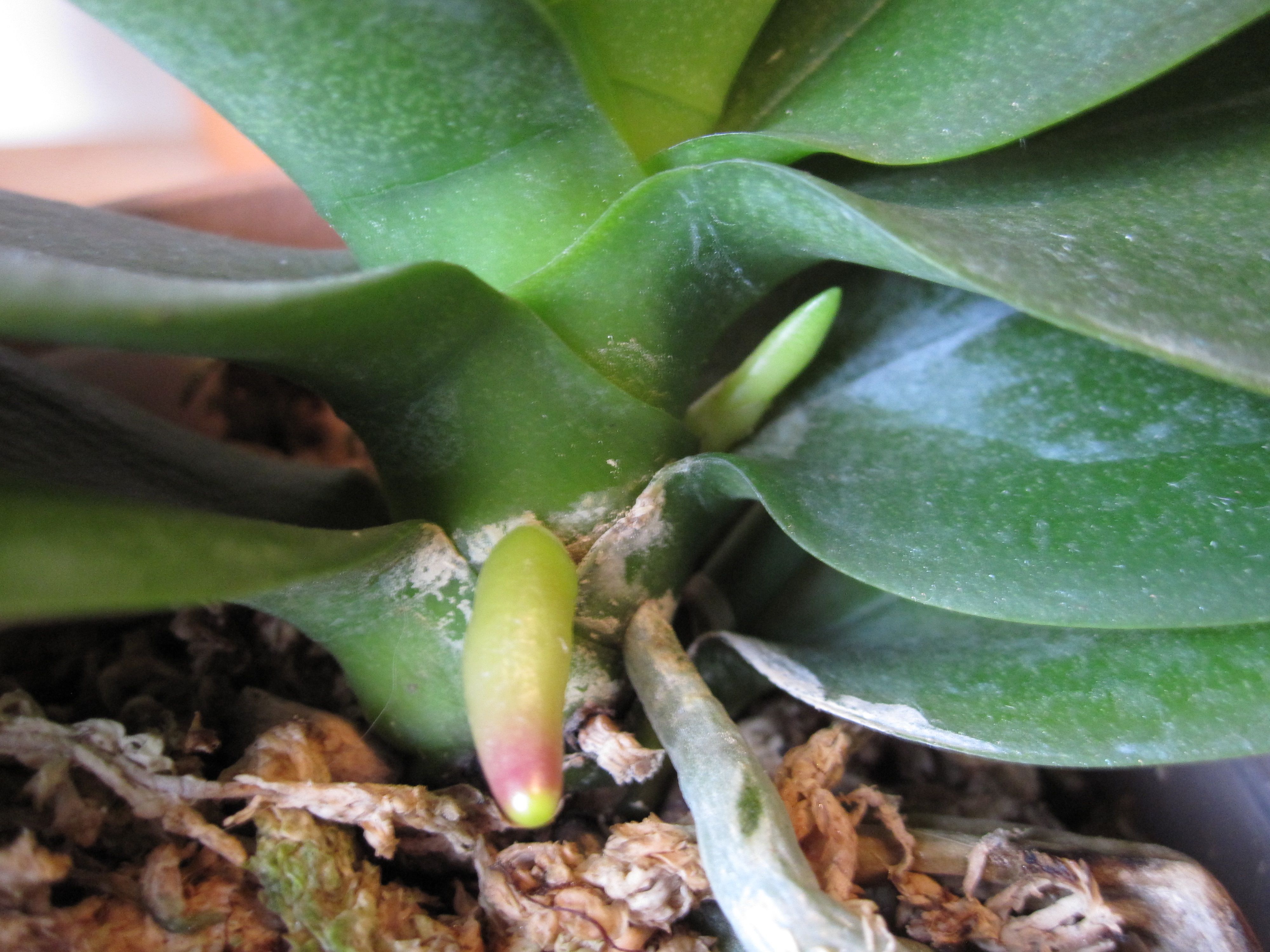 How to tell the difference between orchid roots and orchid spikes