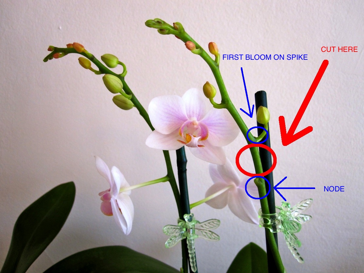 How do you trim an orchid?