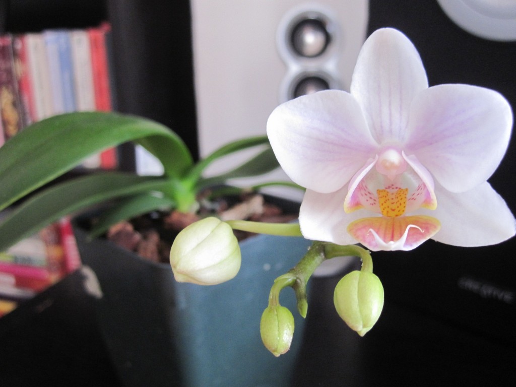 orchid keiki in bloom