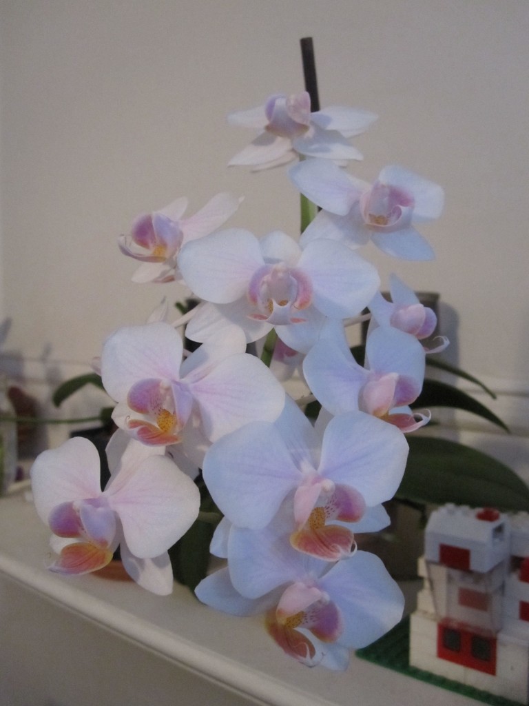 Mama Phal's cascade of flowers